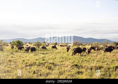 Wasserbüffel, bovidae, Bovidaeam, fotografiert auf einer Safari in der Savanne Afrikas. Büffelherde am Morgen in der Sonne, Tsavo Nationalpark Stockfoto