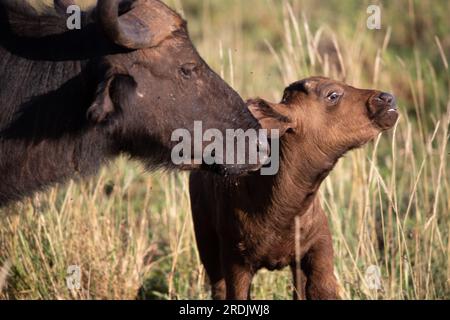 Wasserbüffel, bovidae, Bovidaeam, fotografiert auf einer Safari in der Savanne Afrikas. Büffelherde am Morgen in der Sonne, Tsavo Nationalpark Stockfoto