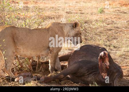 Löwe tötet Wasserbüffel in Kenia, Afrika. Das Frühstück eines Löwen, der vor Blutdurst krummt. Tolle Fotos von einer Safari im Tsavo-Nationalpark Stockfoto