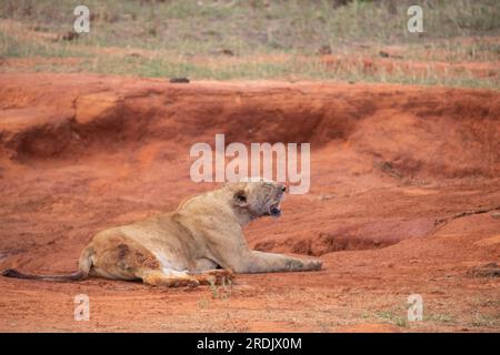 Löwe tötet Wasserbüffel in Kenia, Afrika. Das Frühstück eines Löwen, der vor Blutdurst krummt. Tolle Fotos von einer Safari im Tsavo-Nationalpark Stockfoto