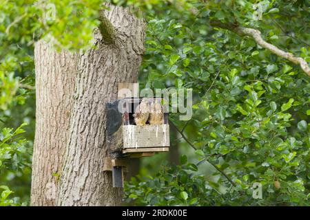 Falco tinnunculus, 2 Küken in Nestbox, Suffolk, England, Juli Stockfoto