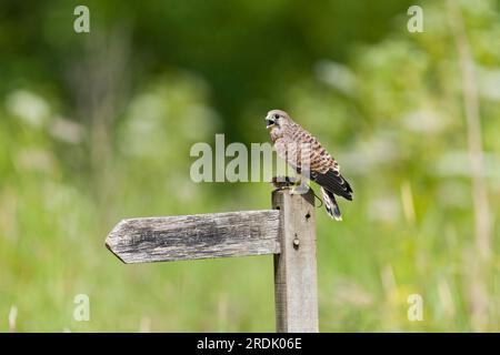 Falco tinnunculus, Jungfräulein hoch oben auf dem Stützpfahl mit der Holzmaus Apodemus sylvaticus, auch bekannt als Feldmaus, ausgewachsene Beute, Suffolk, Engländer Stockfoto