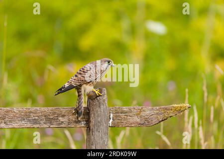 Falco tinnunculus, Jungfräulein auf Zaun, das sich an der Holzmaus Apodemus sylvaticus ernährt, auch bekannt als Feldmaus, ausgewachsene Beute, Suffolk, Stockfoto