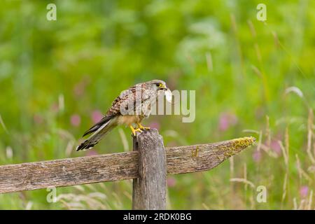 Falco tinnunculus, Erwachsene Frau hoch oben auf dem Zaun mit Harvest-Maus Micromys minutus, ausgewachsene Beute im Schnabel, Suffolk, England, Juli Stockfoto