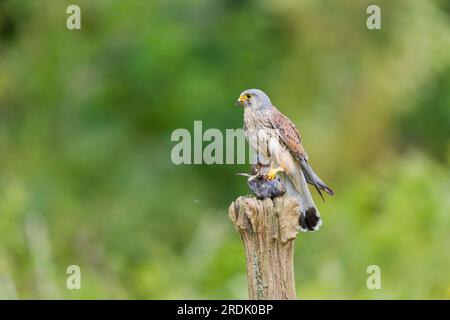 Falco tinnunculus, männlicher Erwachsener, der nach der Fütterung von Rotwild-Turdus-Merula sitzt, weibliche Beute, Suffolk, England, Juli Stockfoto