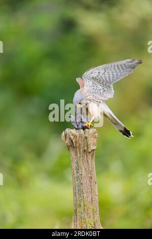 Falco tinnunculus, männlicher Erwachsener, der nach der Fütterung von Rotwild-Turdus-Merula sitzt, weibliche Beute, Suffolk, England, Juli Stockfoto