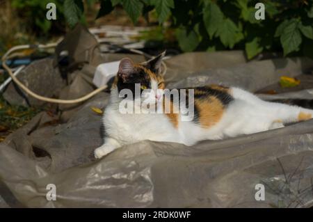 Porträt einer dreifarbigen Katze, die in der Nähe des Schleppnetzes im ukrainischen Garten liegt Stockfoto