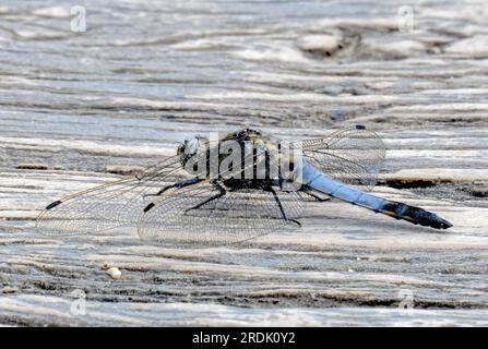 Ein Verfolger mit breitem Körper (Darter) Stockfoto