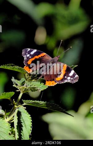 Der Rote Admiral Schmetterling, früher bekannt als Roter Admiral Bewundernswert Stockfoto