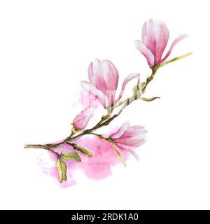 Magnolienblütenbog Wasserfarben handgezeichnet Illustration isoliert auf weißem Hintergrund mit rosa Flecken Stockfoto