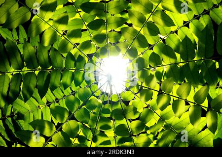 Zweige und Blätter umgeben den Baum. Von oben nach unten betrachtet. Da war ein Licht, das von unten schien. Stockfoto