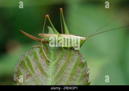 Nahaufnahme eines Weibchens der langflügeligen Kricket, Grashüpfer, Conocephalus fuscus Stockfoto
