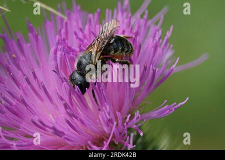 Natürliche Nahaufnahme einer weiblichen orangefarbenen Mauerbiene, Osmia leaiana, die Pollen von einer violetten Speerblume sammelt Stockfoto