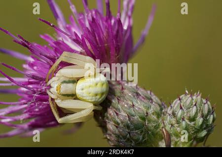 Natürliche Nahaufnahme auf einer weißen Krabbenspinne, Misumena vatia, die auf Beute auf einer lilafarbenen Distelblume wartet Stockfoto