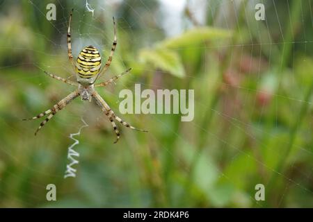 Natürliche Weitwinkelaufnahme einer bunten, gestreiften Tiger- oder Wespenspinne, Argiope bruennichi, die in ihrem Netz hängt Stockfoto