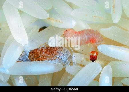 Indianmehlmotte (Plodia interpunctella), Raupe und Puppe, in Reis, Schädling Stockfoto