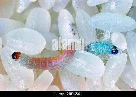 Indianmehlmotte (Plodia interpunctella), Raupe und Puppe, in Reis, Schädling Stockfoto