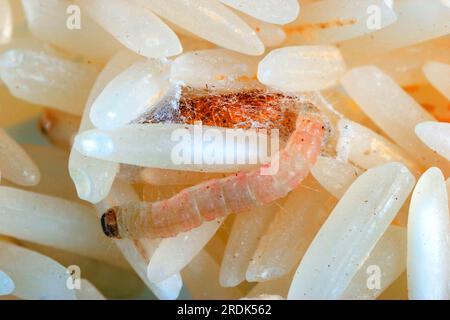 Indianmehlmotte (Plodia interpunctella), Raupe und Puppe, in Reis, Schädling Stockfoto