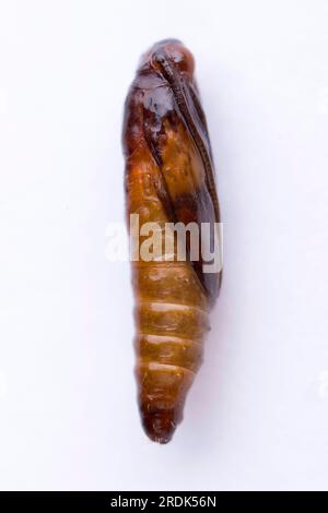 Indianmehlmotte (Plodia interpunctella), Pupa Stockfoto