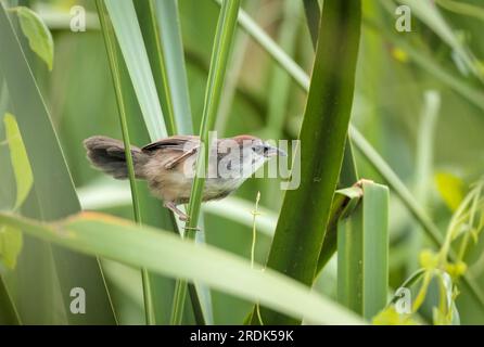 Kastanienbabbler (Jungtier). Kastanienbabbler ist ein Passanten der Familie Timaliidae. Dieses Foto wurde aus Bangladesch gemacht. Stockfoto