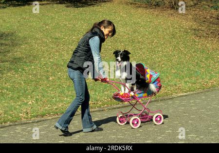 Border Collie fährt in Puppenwagen, lustiges Tierfoto Stockfoto