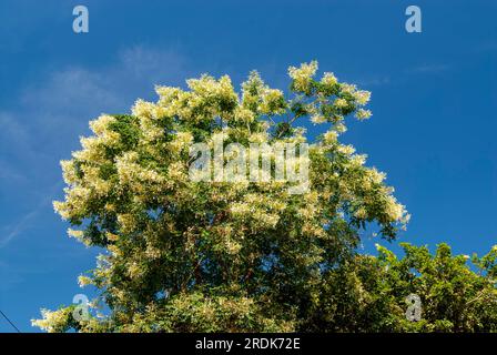 Indischer Korkbaum (Millingtonia hortensis) Blumen Tamil Nadu, Südindien, Indien, Asien Stockfoto