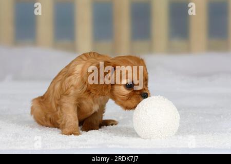 Kavalier König Charles Spaniel, Welpe, Rubin, 6 Wochen, schnüffelnd Schneeball Stockfoto