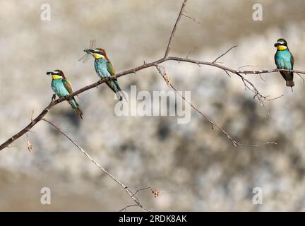 Hohentengen, Deutschland. 22. Juli 2023. Bienenfresser (Merops apiaster) mit einer Hummel und einer Libelle im Schnabel, die auf einem Ast sitzt. Bienenfresser jagen neben Bienen auch viele andere fliegende Insekten. Sie wandern im Winter bis ins südliche Afrika. Dank ihres bunten Gefiebers gehören sie zu den schönsten Vögeln Deutschlands. Kredit: Thomas Warnack/dpa/Alamy Live News Stockfoto