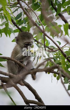 Kleiner Affe im Baum, der nach Obst sucht. Süßes kleines Tier, das auf dem Baum sitzt, Affen, Mombasa, Kenia Afrika Stockfoto