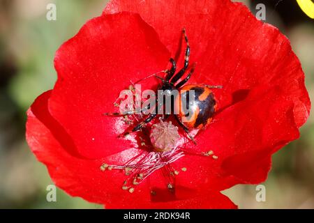 Südliche Glanz-Krabbenspinne, lauert auf Blüte auf Beute, südliche Glanzkrabbenspinne, Krabbenspinne, Synema globosum, Synaema globosum, Rote Krabbe spid Stockfoto