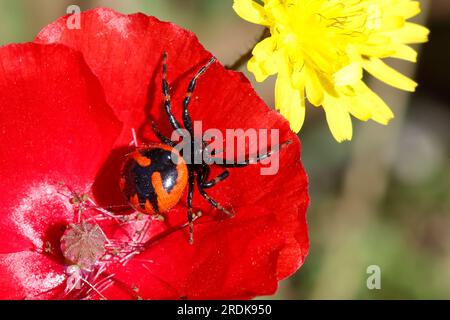 Südliche Glanz-Krabbenspinne, lauert auf Blüte auf Beute, südliche Glanzkrabbenspinne, Krabbenspinne, Synema globosum, Synaema globosum, Rote Krabbe spid Stockfoto