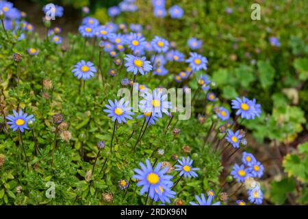 Felicia amelloides oder blauer Gänsebüsch oder blaue felicia blühende Frühjahrspflanze. Himmlische Blüten mit gelber Mitte Stockfoto