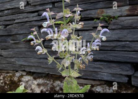 Salvia-Schälgebiet oder Salbei Verticil mit blassen Malvenblüten im Nahbereich Stockfoto