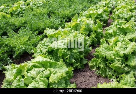 Salatsalat und Endivien auf dem Gemüsebett. Lactuca sativa und Chicorium Endivia in der Gemüsegarde garden.Organic. Stockfoto