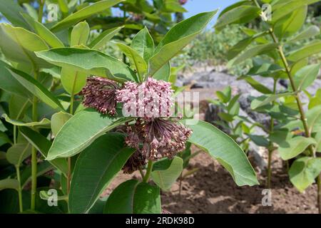 Asclepias syriaca oder Gemeine Milchkraut mit rosa Blüten und Blättern. Stockfoto