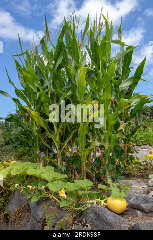 Garten der drei Schwestern. Wir Pflanzen Mais, Kürbis und Bohnen zusammen. Mais, Kürbis und Haricot im Gemüsebett. Stockfoto