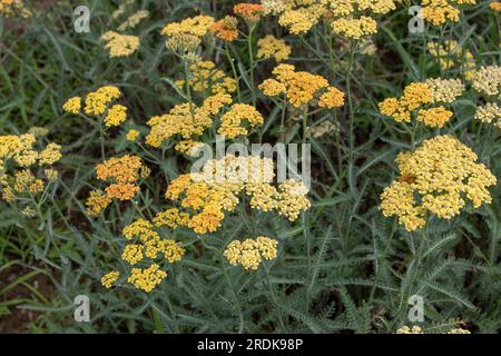 Schafgartenkultivar mit blassgelben Blüten. Achillea millefolium perenniale Pflanze Stockfoto