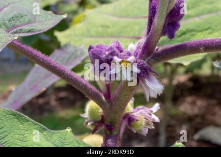 Solanum quitoense oder Naranjilla Pflanzen weiße Blüten, violette haarige Knospen und neue Wachstumsnahaufnahmen Stockfoto