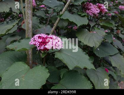 Clerodendrum Bungei oder Rose Glory Bower Pflanze mit rosa Blumen und üppigem Laub Stockfoto