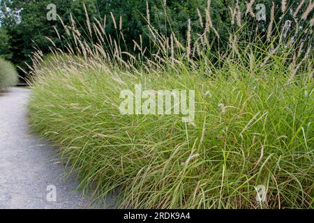 Pennisetum alopecuroides oder Brunnenkrass blühende Pflanzen Grenzen an den Fußweg im Grasgarten. Flaschenbürsten-ähnliche Blumenspitzen. Stockfoto