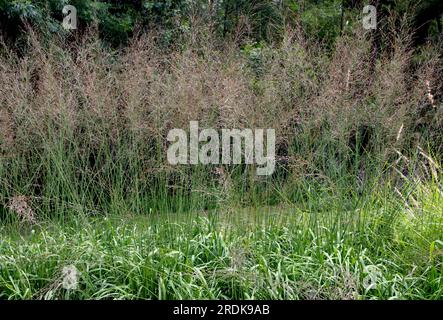 Molinia caerulea subsp. arundinacea transparente Pflanzen mit luftiger und fast durchsichtiger Höhe über den Blattblumen Stockfoto