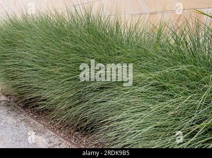 Ziergras Miscanthus sinensis. Chinesische Silbergraspflanzen silbergrünes, feines Blattwerk. Stockfoto