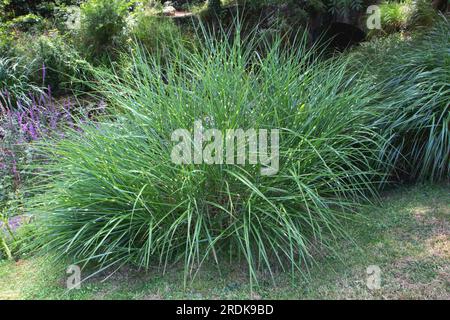 Miscanthus sinensis var Zebrinus Ziergras. Zebragraspflanze mit gestreiftem Bogenblattwerk. Stockfoto