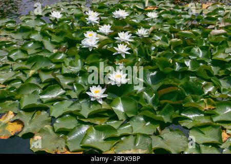 Nymphaea odorata Wasserpflanzen im Teich. Duftende Weißwasserlilien Blüten und Blätter auf der Wasseroberfläche. Stockfoto