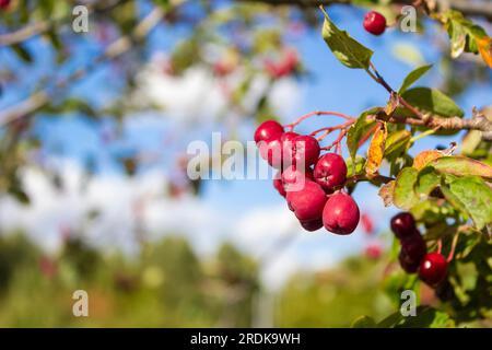 Herbstsaison. Konzept der Herbsternte. Herbstrowan-Beeren auf einem Zweig. Rote Beeren und Blätter auf einem Zweig Stockfoto