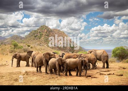 Afrikanischer Elefant, Eine Elefantenherde zieht zum nächsten Wasserloch in der Savanne Kenias. Wunderschöne Tiere, die auf einer Safari fotografiert wurden Stockfoto