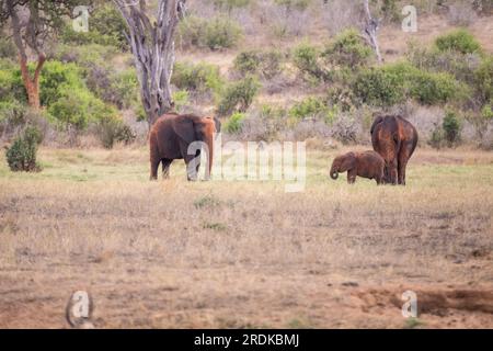 Afrikanischer Elefant, Eine Elefantenherde zieht zum nächsten Wasserloch in der Savanne Kenias. Wunderschöne Tiere, die auf einer Safari fotografiert wurden Stockfoto