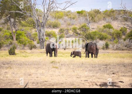 Afrikanischer Elefant, Eine Elefantenherde zieht zum nächsten Wasserloch in der Savanne Kenias. Wunderschöne Tiere, die auf einer Safari fotografiert wurden Stockfoto