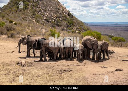 Afrikanischer Elefant, Eine Elefantenherde zieht zum nächsten Wasserloch in der Savanne Kenias. Wunderschöne Tiere, die auf einer Safari fotografiert wurden Stockfoto