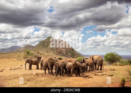 Afrikanischer Elefant, Eine Elefantenherde zieht zum nächsten Wasserloch in der Savanne Kenias. Wunderschöne Tiere, die auf einer Safari fotografiert wurden Stockfoto